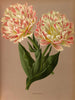 Double Tulip Raphael - Arentina Hendrica Arendsen — artwork view