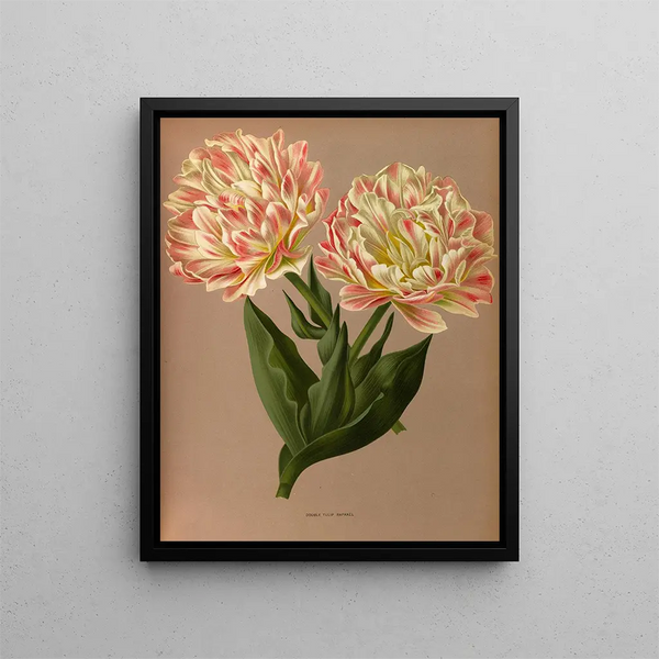 Double Tulip Raphael - Arentina Hendrica Arendsen — framed artwork on a wall