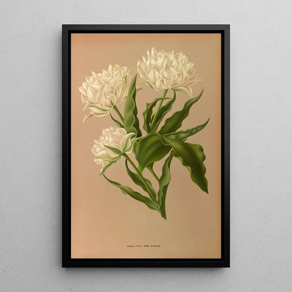 Tulip Double Pink White - Arentina Hendrica Arendsen — framed artwork on a wall