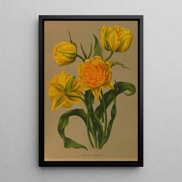 Reproduction of the painting Tulip Double Yellow Pink - Arentina Hendrica Arendsen