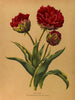 Tulip double Rex Rubrorum with variegated leaves - Arentina Hendrica Arendsen — artwork view