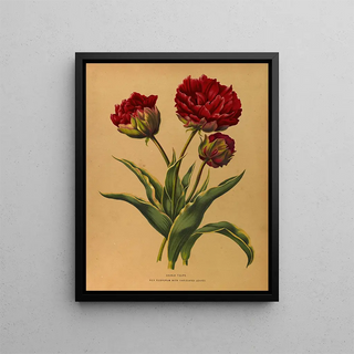 Tulip double Rex Rubrorum with variegated leaves - Arentina Hendrica Arendsen — framed artwork on a wall