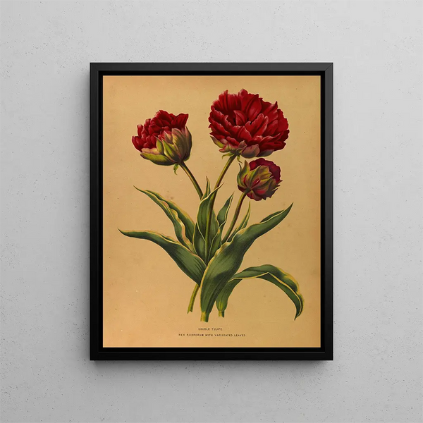 Tulip double Rex Rubrorum with variegated leaves - Arentina Hendrica Arendsen — framed artwork on a wall