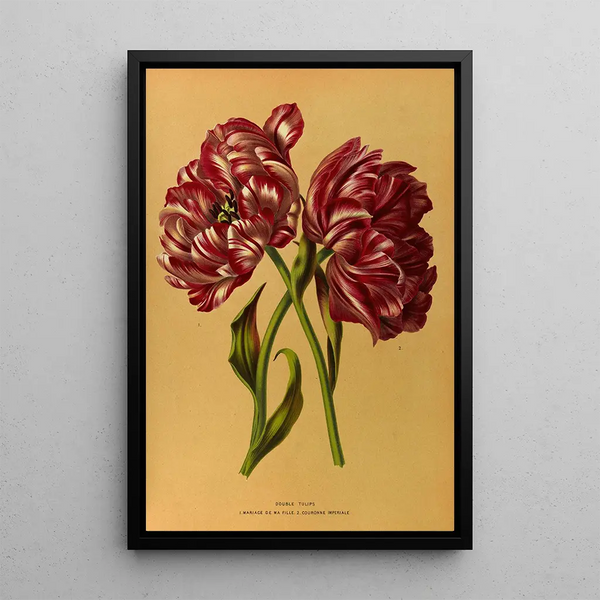 Tulip Double Painting 1 Wedding of My Daughter 2 Imperial Crown - Arentina Hendrica Arendsen — framed artwork on a wall