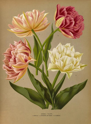 Arentina Hendrica Arendsen - Double Tulips 1Murillo 2Couronne Des Roses 3La Candeur.webp