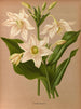 Eucharis Amazonica - Arentina Hendrica Arendsen — artwork view