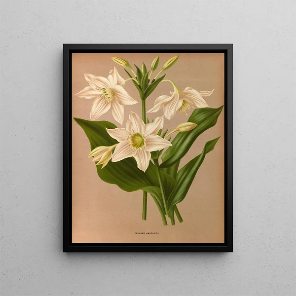 Eucharis Amazonica - Arentina Hendrica Arendsen — framed artwork on a wall