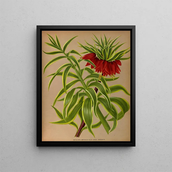 Fritillaria imperialis with gilded variegated leaves - Arentina Hendrica Arendsen — framed artwork on a wall