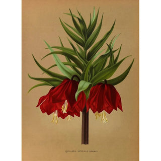 Reproduction of the painting Fritillaria Imperialis Maximus - Arentina Hendrica Arendsen