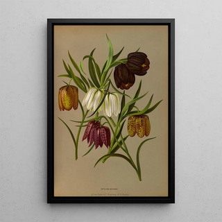 Reproduction of the painting Fritillaria Meleagris - Arentina Hendrica Arendsen