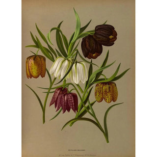 Reproduction of the painting Fritillaria Meleagris - Arentina Hendrica Arendsen
