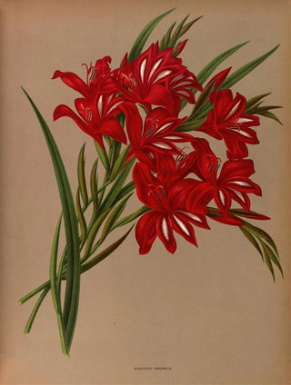 Glaïeul Cardinal - Arentina Hendrica Arendsen — artwork view