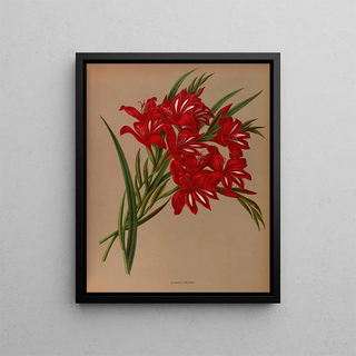 Glaïeul Cardinal - Arentina Hendrica Arendsen — framed artwork on a wall