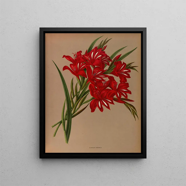 Glaïeul Cardinal - Arentina Hendrica Arendsen — framed artwork on a wall