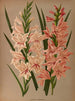 Glaïeul Floribundus - Arentina Hendrica Arendsen — artwork view