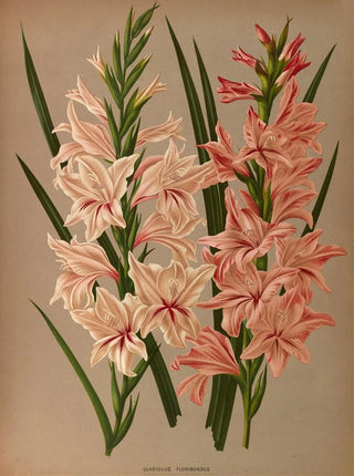 Glaïeul Floribundus - Arentina Hendrica Arendsen — artwork view
