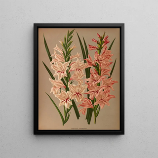 Glaïeul Floribundus - Arentina Hendrica Arendsen — framed artwork on a wall