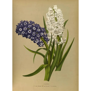 Reproduction of the painting Jacinthes 10 - Arentina Hendrica Arendsen
