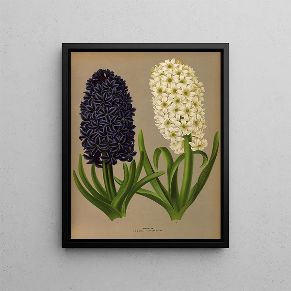 Jacinthes 11 - Arentina Hendrica Arendsen — framed artwork on a wall