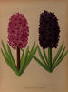 Jacinthes 12 - Arentina Hendrica Arendsen — artwork view
