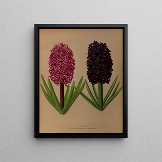 Jacinthes 12 - Arentina Hendrica Arendsen — framed artwork on a wall