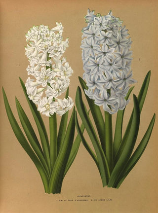 Hyacinths: La Tour d’Auvergne and Grand Lilas – Arentina Hendrica Arendsen — view of the botanical plate