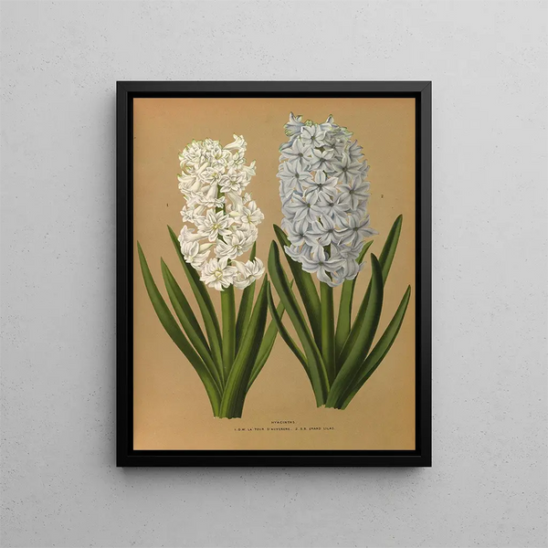 Hyacinths 1 DW La Tour d'Auvergne 2 SB Grand Lilas - Arentina Hendrica Arendsen — framed artwork on a wall