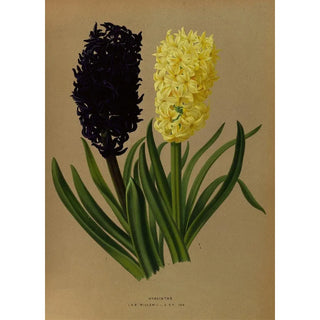 Jacinthes 2 - Arentina Hendrica Arendsen — artwork view