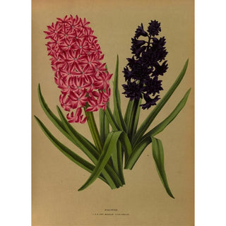 Jacinthes 3 - Arentina Hendrica Arendsen — artwork view