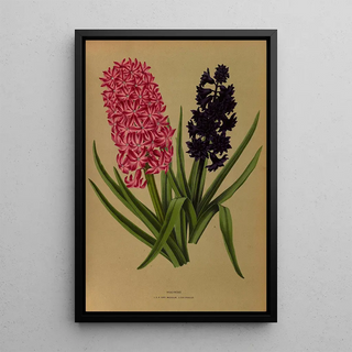 Jacinthes 3 - Arentina Hendrica Arendsen — framed artwork on a wall