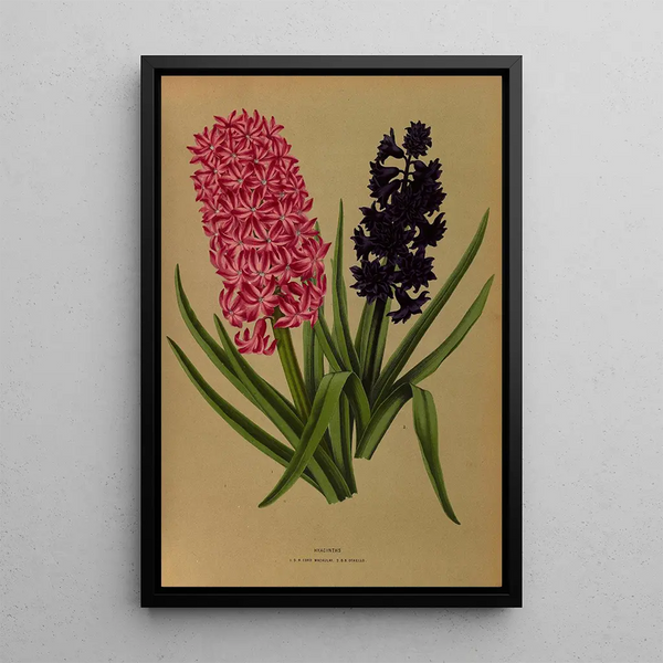Jacinthes 3 - Arentina Hendrica Arendsen — framed artwork on a wall