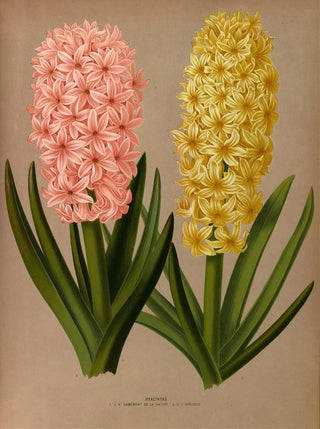 Jacinthes 4 - Arentina Hendrica Arendsen — artwork view