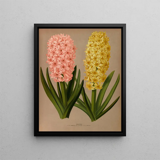 Jacinthes 4 - Arentina Hendrica Arendsen — framed artwork on a wall