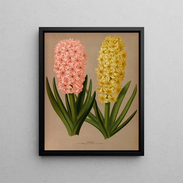 Jacinthes 4 - Arentina Hendrica Arendsen — framed artwork on a wall