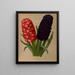Jacinthes 5 - Arentina Hendrica Arendsen — framed artwork on a wall