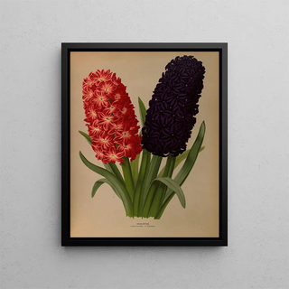 Jacinthes 5 - Arentina Hendrica Arendsen — framed artwork on a wall