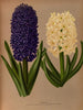 Jacinthes 6 - Arentina Hendrica Arendsen — artwork view