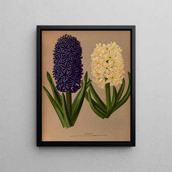 Jacinthes 6 - Arentina Hendrica Arendsen — framed artwork on a wall