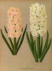 Jacinthes 7 - Arentina Hendrica Arendsen — artwork view