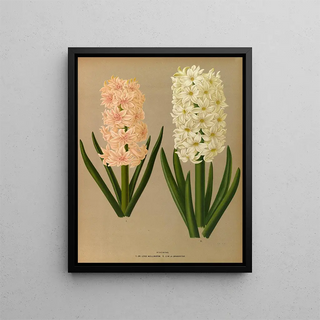Jacinthes 7 - Arentina Hendrica Arendsen — framed artwork on a wall