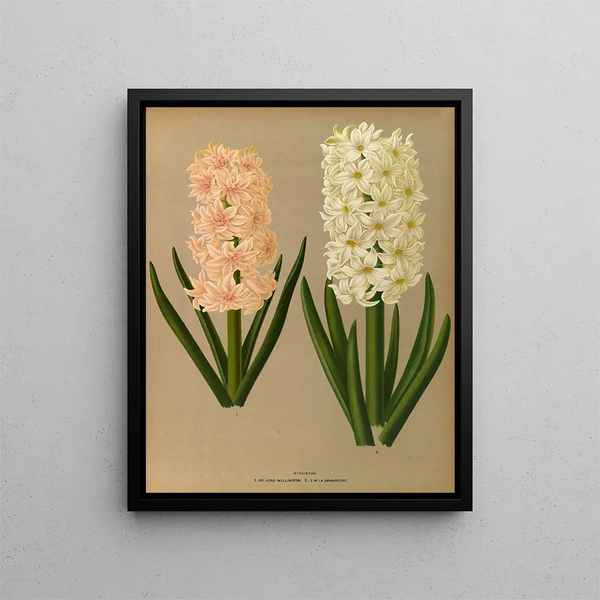 Jacinthes 7 - Arentina Hendrica Arendsen — framed artwork on a wall