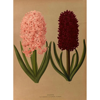 Jacinthes 8 - Arentina Hendrica Arendsen — artwork view