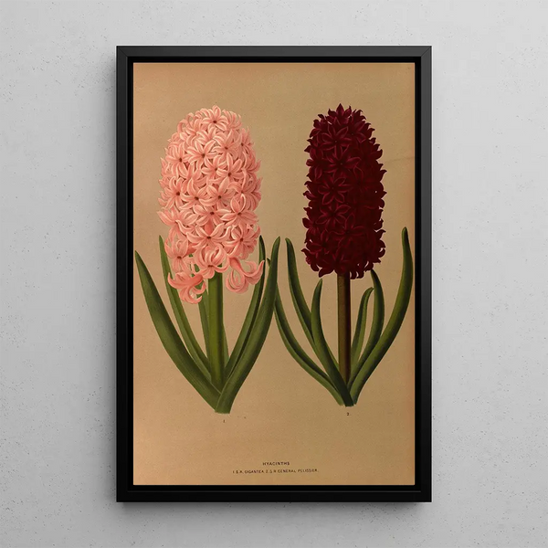 Jacinthes 8 - Arentina Hendrica Arendsen — framed artwork on a wall