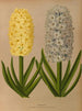 Jacinthes 9 - Arentina Hendrica Arendsen — artwork view