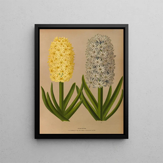 Jacinthes 9 - Arentina Hendrica Arendsen — framed artwork on a wall