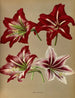 Amaryllis hybride - Arentina Hendrica Arendsen — artwork view