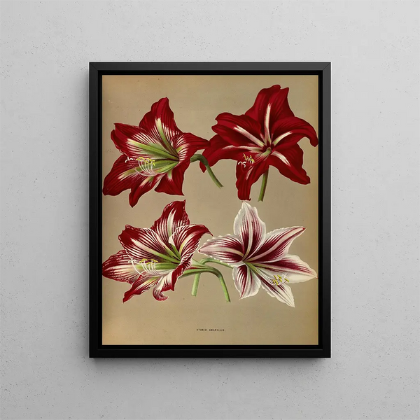 Amaryllis hybride - Arentina Hendrica Arendsen — framed artwork on a wall