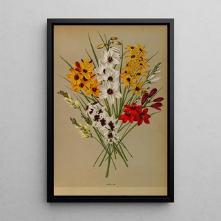 Reproduction of the painting Ixia Hybride - Arentina Hendrica Arendsen