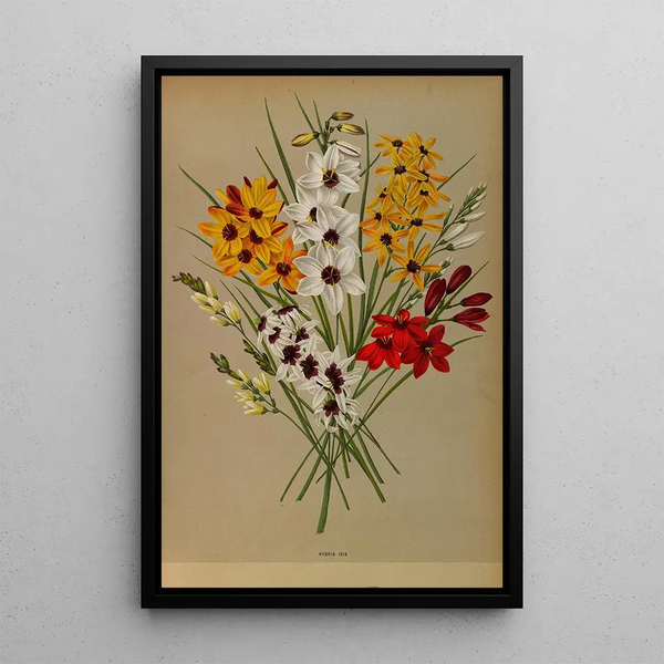 Reproduction of the painting Ixia Hybride - Arentina Hendrica Arendsen