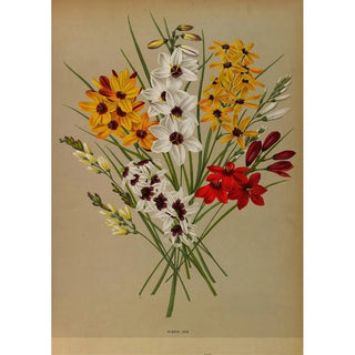 Reproduction of the painting Ixia Hybride - Arentina Hendrica Arendsen